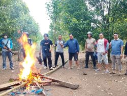Polsek Ermes Gerebek Lokasi Sabung Ayam di Kampung Durian