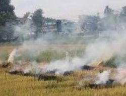 Jerami Dibakar Usai Panen, Warga Minta Pemkab Bantaeng Hadirkan Solusi Pemanfaatan