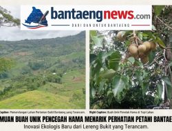 Menjaga Warisan Kemiri di Bantaeng yang Kian Menipis