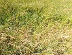 Musim Kemarau Melanda, Sawah Petani di Erasayya Bantaeng Mulai Mengering
