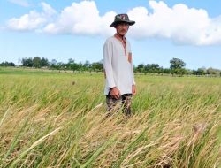 SAWAH ERASAYYA MULAI KERING, ALARM KRISIS AIR PERTANIAN BANTAENG BERBUNYI