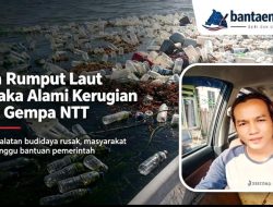 Petani Rumput Laut Lamalaka Alami Kerugian, Dampak Gempa NTT Rusak Bibit dan Peralatan Budidaya