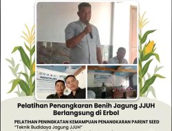 Kolaborasi Dinas Pertanian Bantaeng–Unhas, Pelatihan Penangkaran Benih Jagung JJUH Berlangsung di Erbol